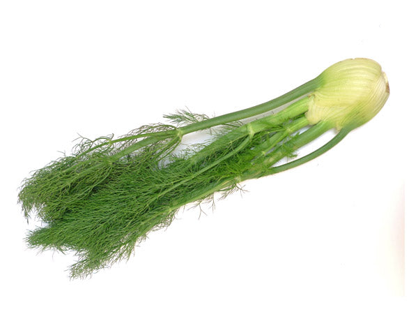 Fennel (Bulb)